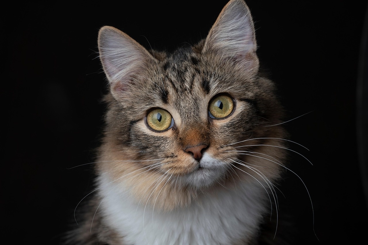 Pet behavior training