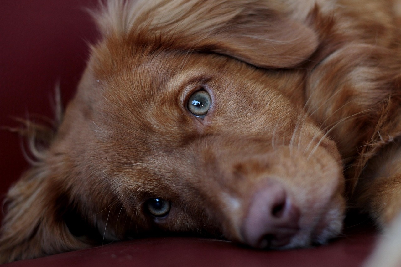 Pet nutrition